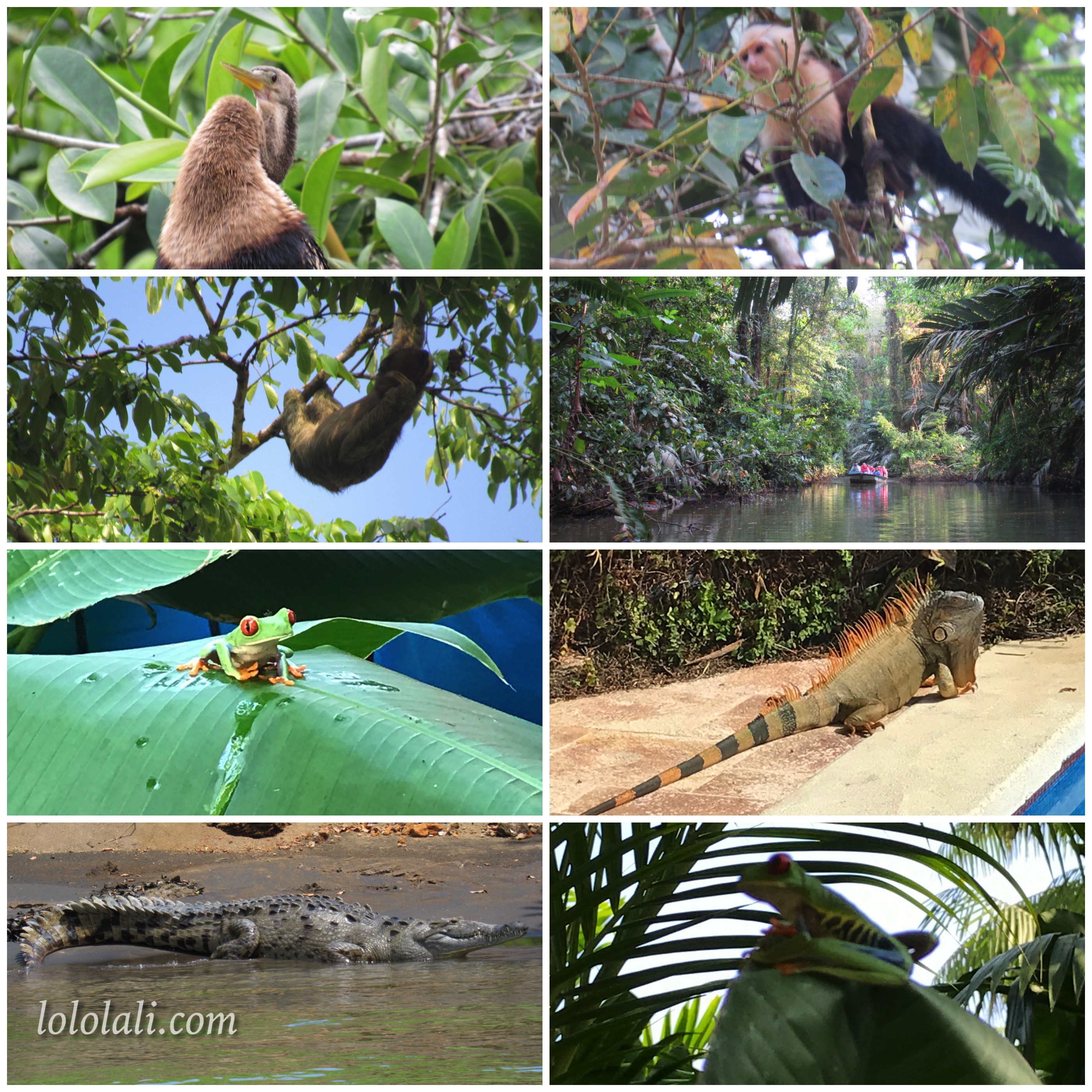 Animales de la selva, Tortuguero